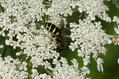 Aphilanthops frigidus