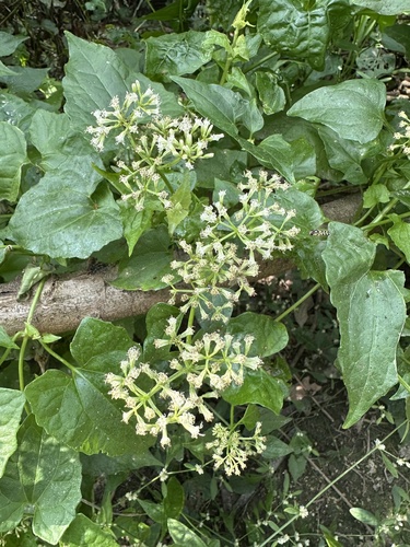 Foto de Serrapilheira