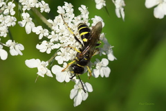 Aphilanthops frigidus