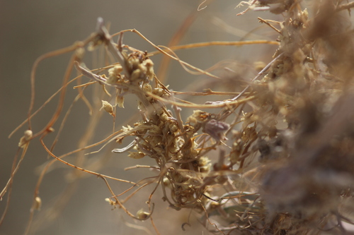 indigo bush dodder (Cuscuta psorothamnensis)