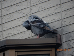 Columba livia domestica