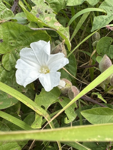 Foto de Batata-de-purga