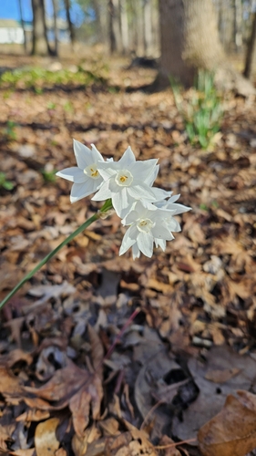 Foto de Narciso