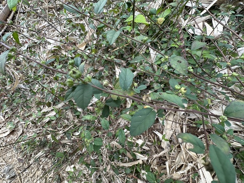 Guanxuma