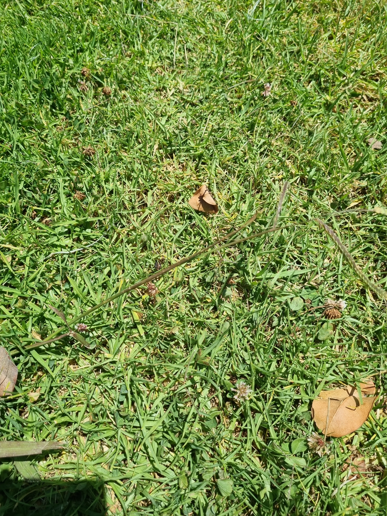 Imagem de Grama-comprida, capim-melado, grama-das-baixas,