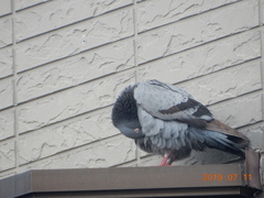 Columba livia domestica