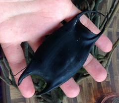 Rostroraja eglanteria