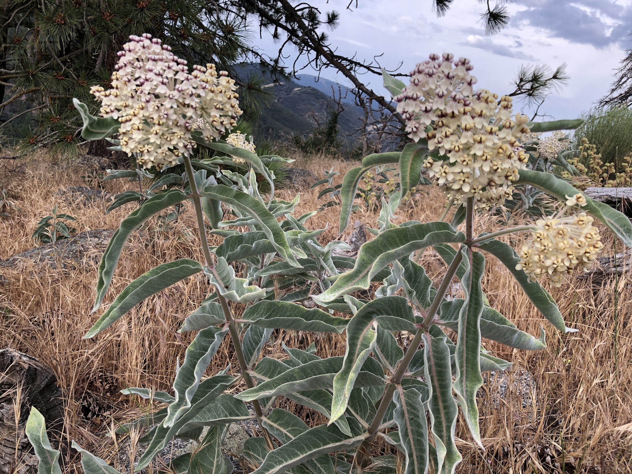 Asclepias eriocarpa