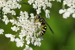 Aphilanthops frigidus