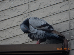 Columba livia domestica
