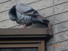 Columba livia domestica