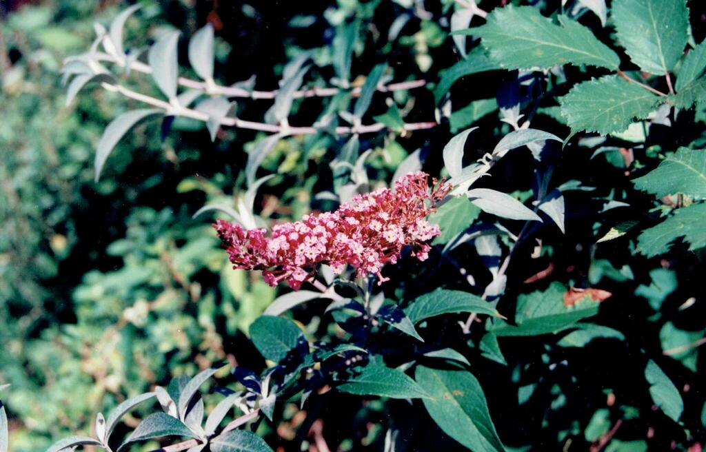Butterfly bush