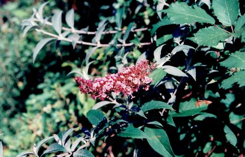 Butterfly bush flower panicle for a sunny pollinator garden