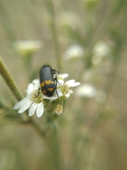 Hycleus atratus