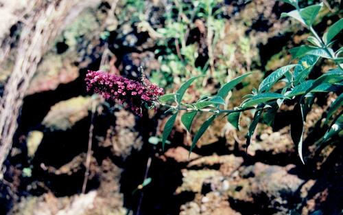 Buddleja davidii