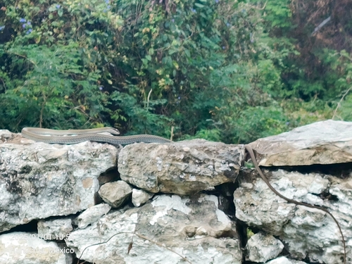 Salmon-bellied Racer