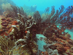 Iciligorgia schrammi