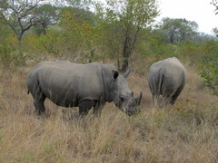 Ceratotherium simum