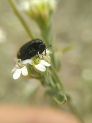 Hycleus atratus