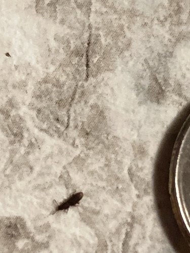 Sawtoothed Grain Beetle photo 4