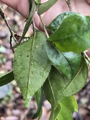 Eurya chinensis, photograph 賴碧珠, CC BY, iNaturalist via GBIF
