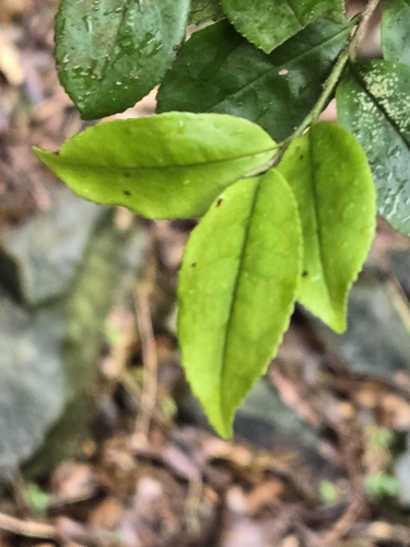 Eurya chinensis, photograph 4