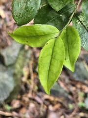 Eurya chinensis, photograph 賴碧珠, CC BY, iNaturalist via GBIF