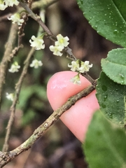 Eurya chinensis, photograph 賴碧珠, CC BY, iNaturalist via GBIF