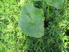 Sagittaria brevirostra