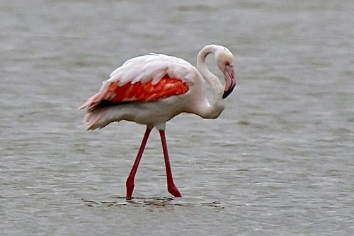 Greater flamingos
