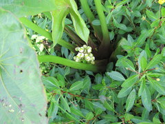 Sagittaria brevirostra