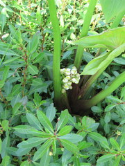 Sagittaria brevirostra