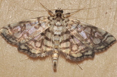 Lygropia rivulalis