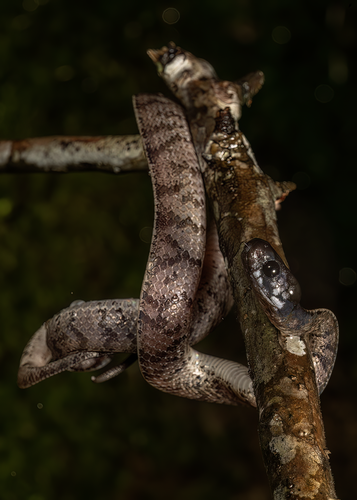 Asthenodipsas ingeri
