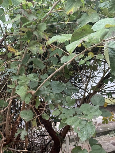 Foto de Amora