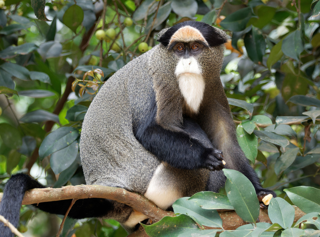 De Brazza's Monkey
