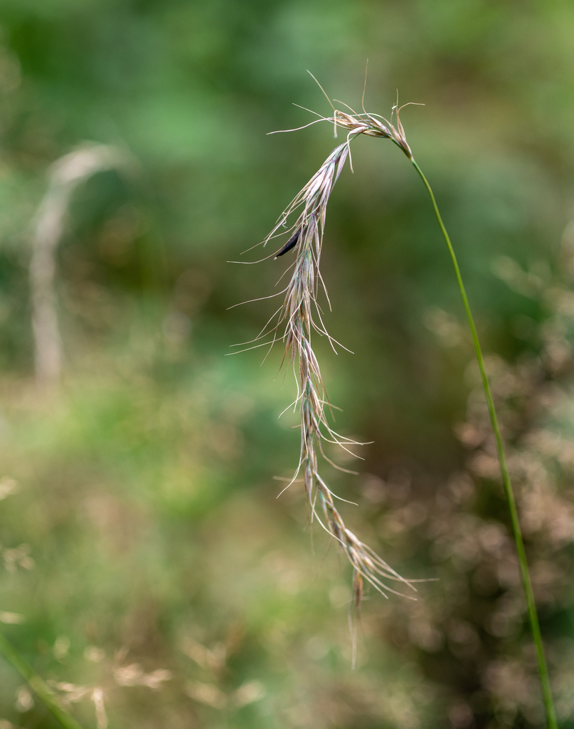 Siberian Wild Rye from Улаганский р-н, Респ. Алтай, Россия on August 24 ...