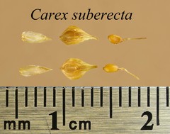 Carex suberecta