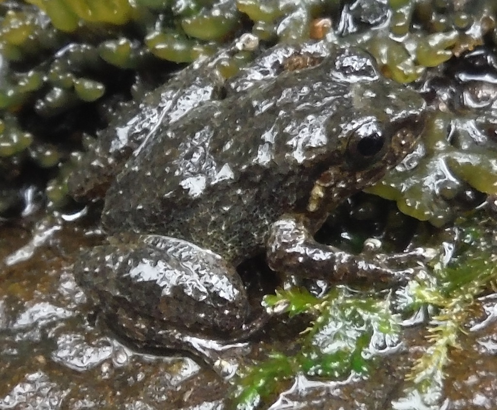 Tiburon Streamfrog