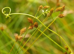 Carex suberecta