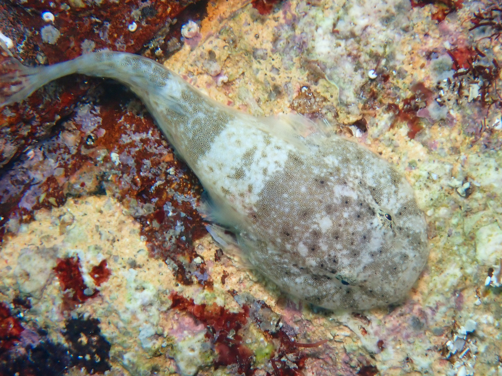 Stippled Clingfish