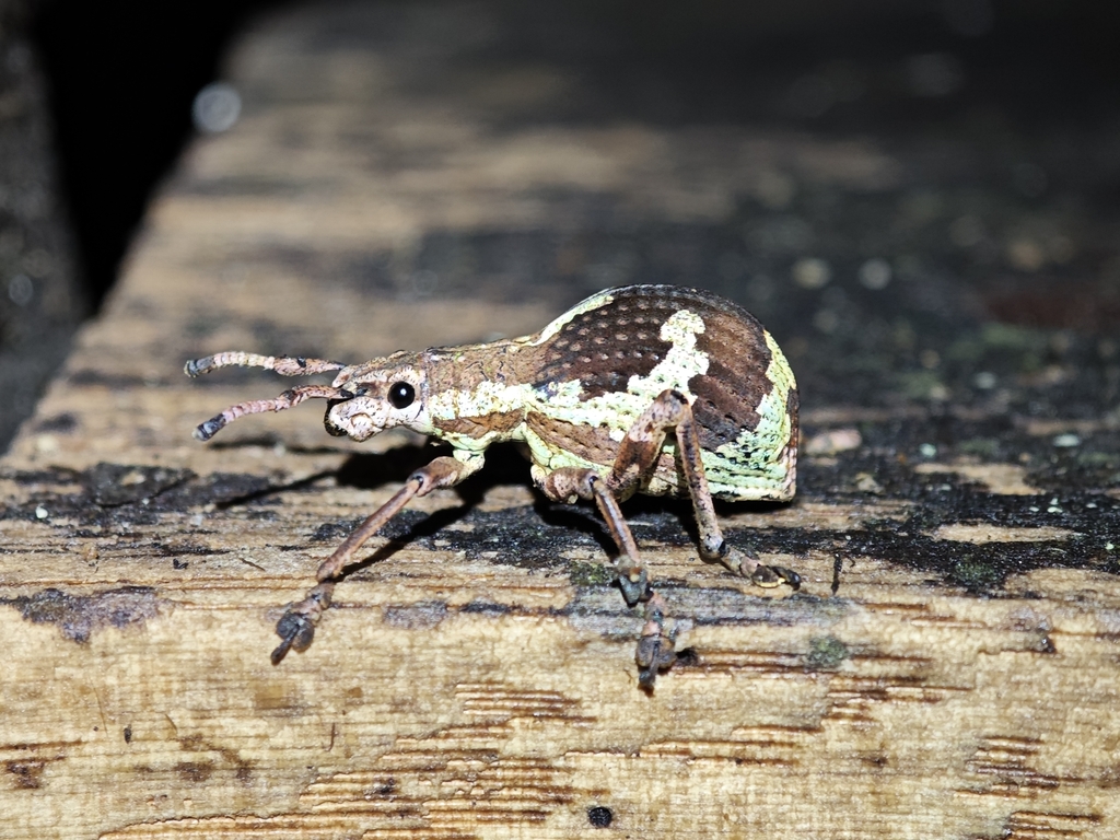 Episomus kraatzi