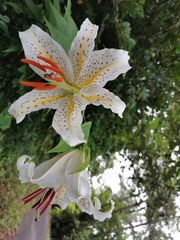 Lilium auratum