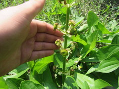 Sagittaria brevirostra