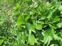 Sagittaria brevirostra