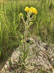 Tephroseris palustris