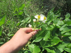 Sagittaria brevirostra