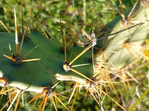Foto de Palma de espinhos