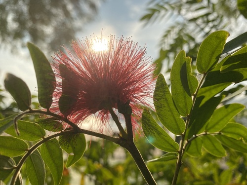 Foto de Caliandra