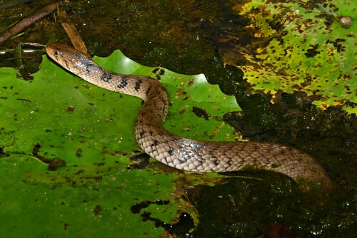 Tikiri Keelback